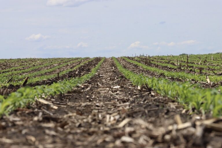 Peking Beans Yield in Cyst Fields NuWayK&H Cooperative