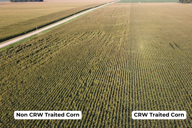 Corn Rootworm Protection Corn Rootworm Management: 2023 Agricultural Season Update | NuWay-K&H ...
